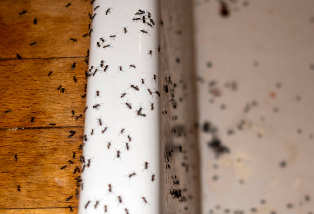 Best Mosquito Control Services  in Quarryville, PA