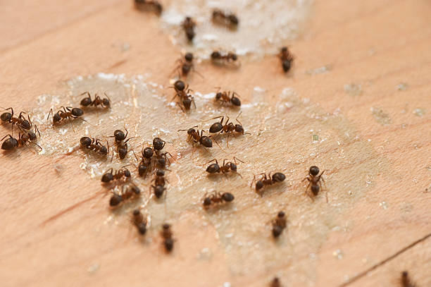 Best Commercial Pest Control Services  in Quarryville, PA