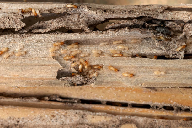 Best Termite Control Services  in Quarryville, PA